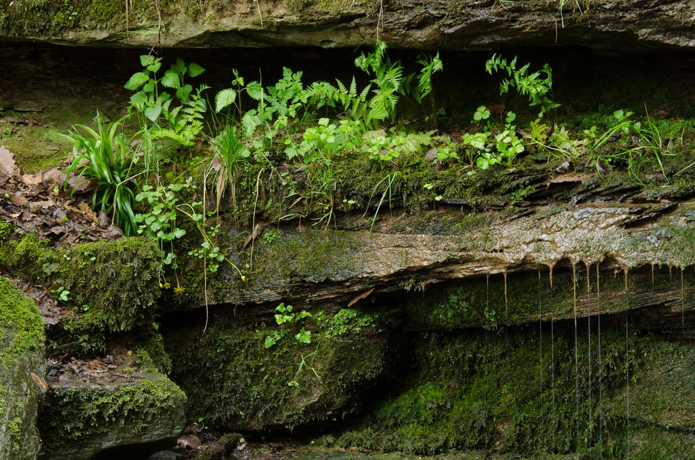 Margarethenschlucht_Odenwald- Nr.6