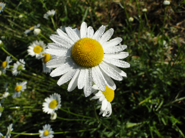 Margarida