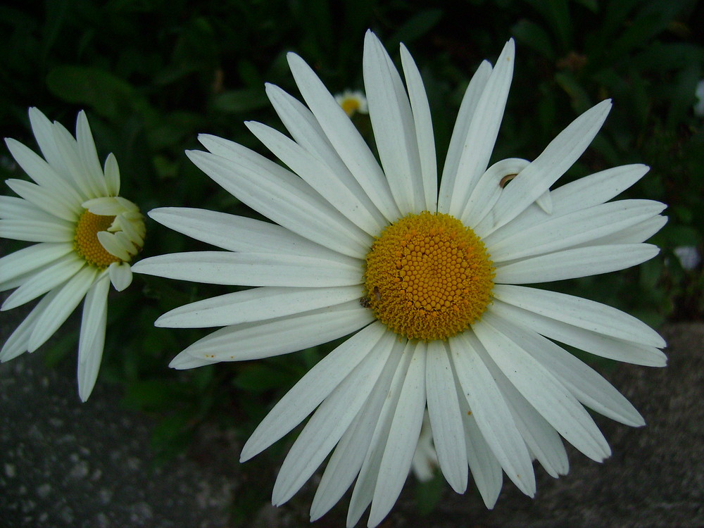 Margarida