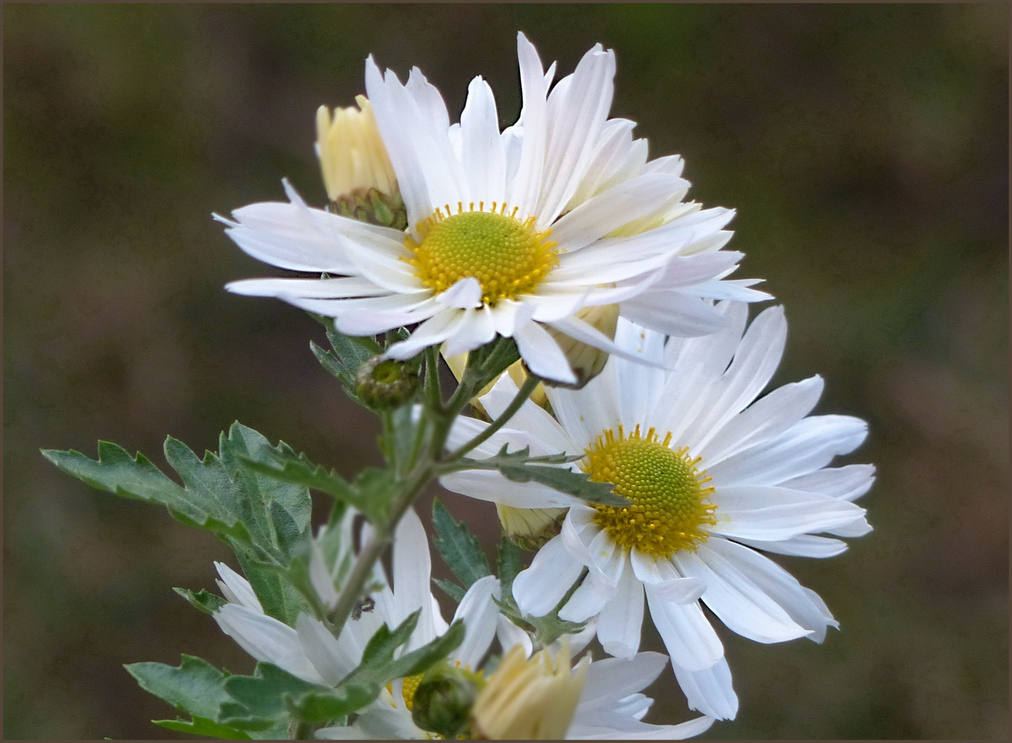 Margarita Foto & Bild pflanzen, pilze & flechten, blüten