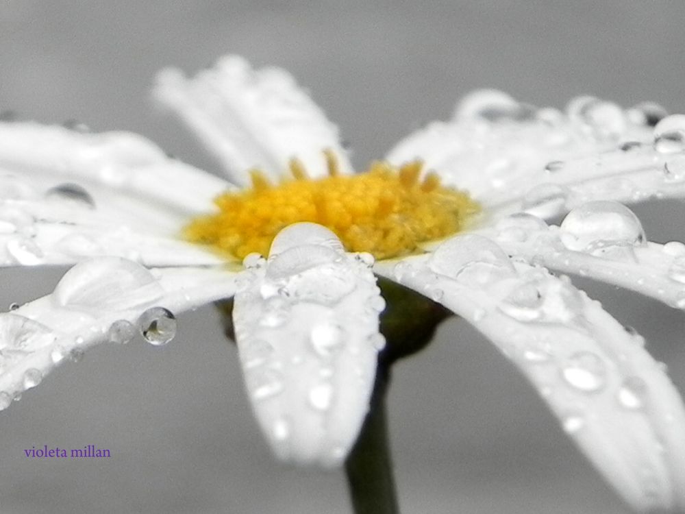 margarita bajo la lluvia