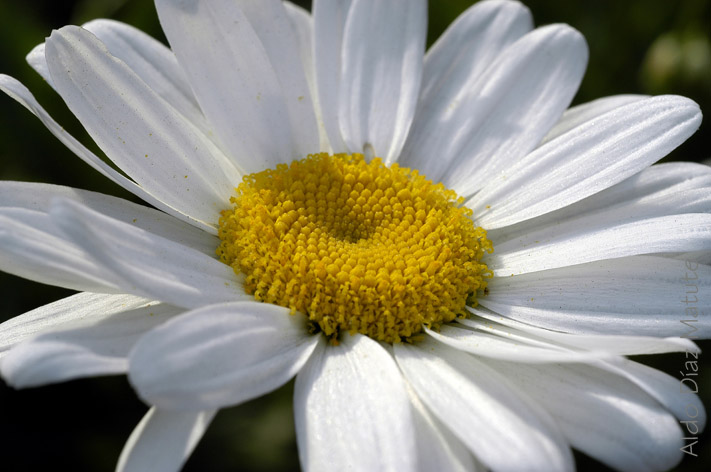 Margarita Blanca