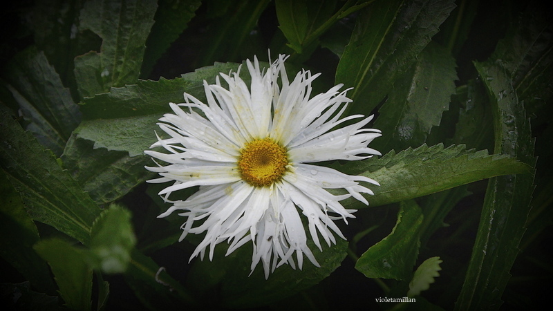 MARGARITA DESFLECADA