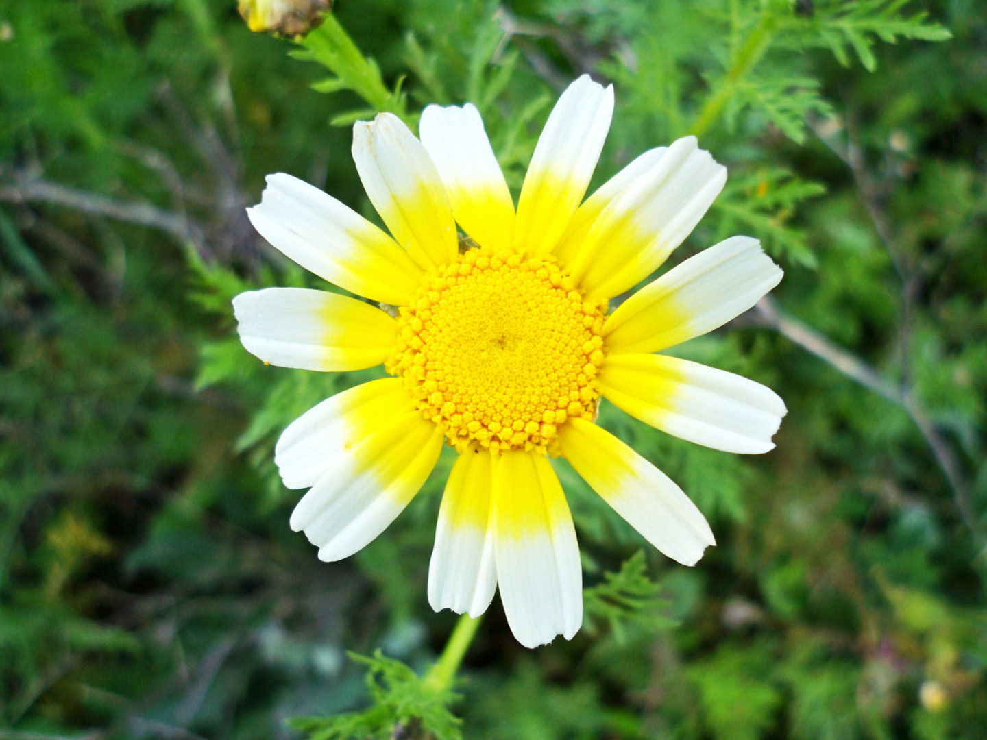 Margarita silvestre Imagen & Foto plantas, flores, naturaleza Fotos