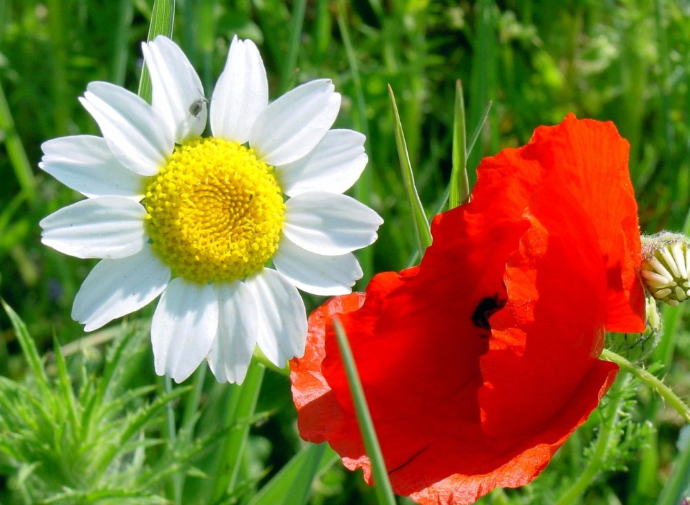 Margarita y amapola