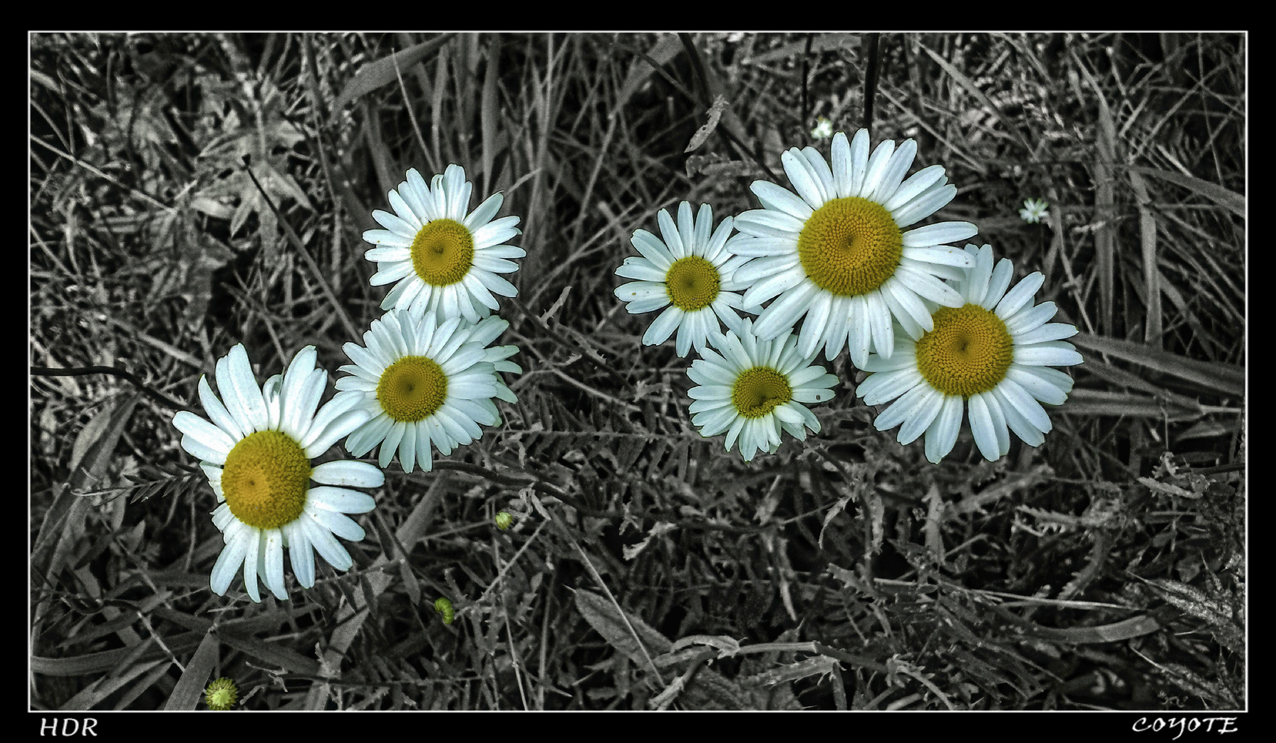 MARGARITAS EL POBAL HDR