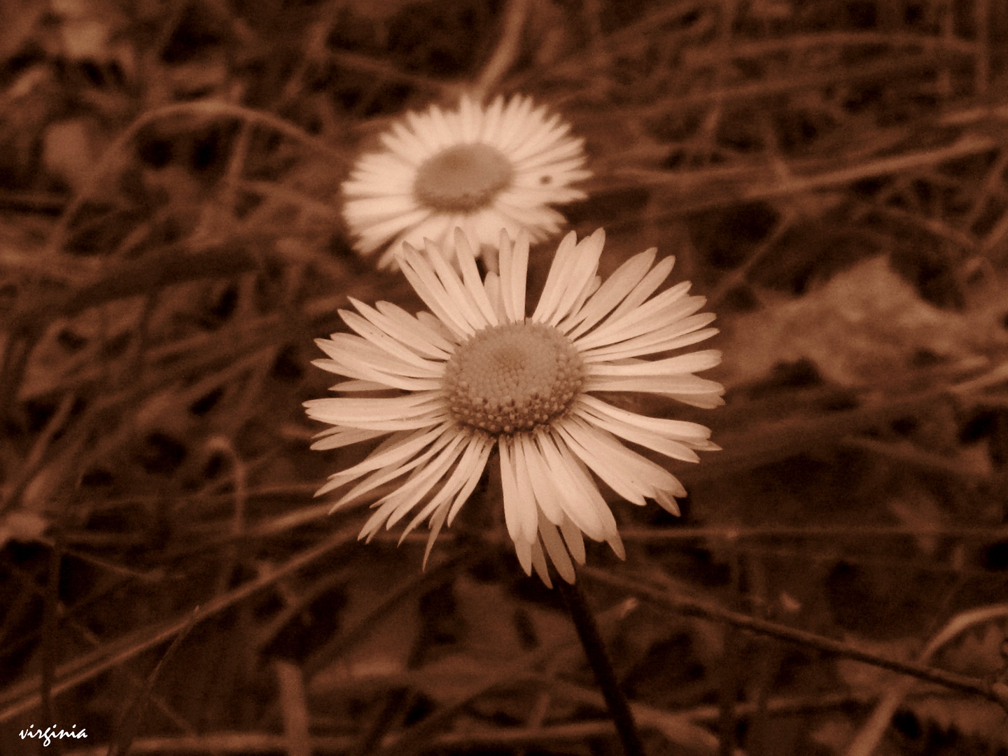 MARGARITAS EN SEPIA