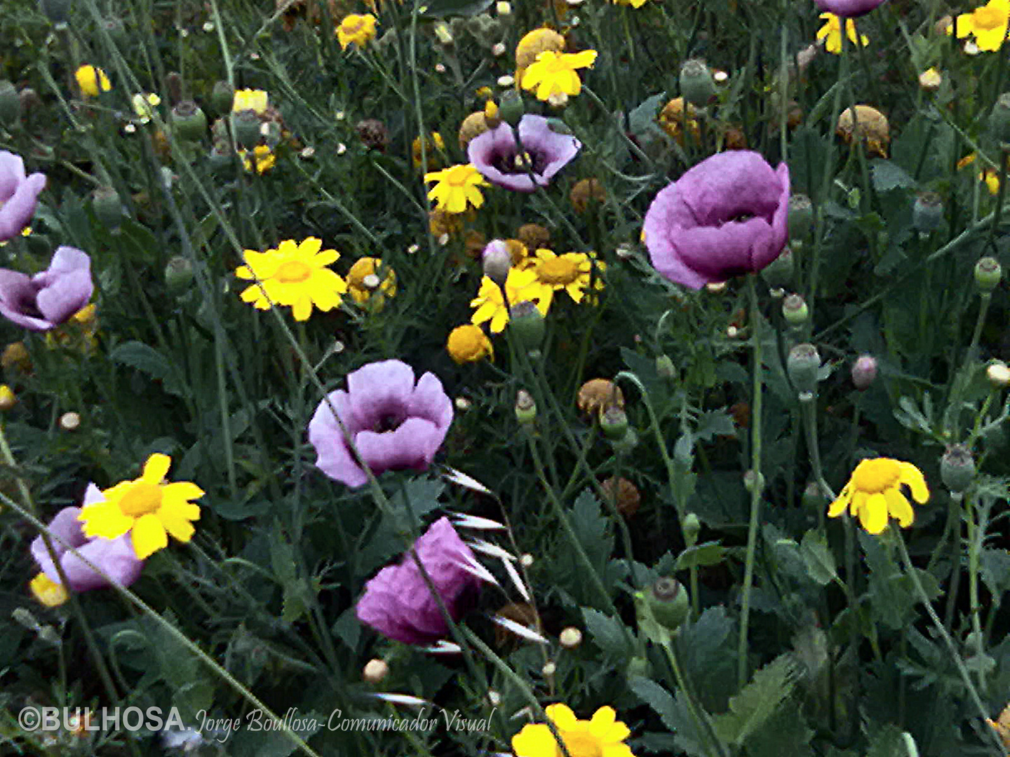 MARGARITAS Y AMAPOLAS I de la Serie Campos y Flores