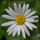 Margarite-20130610P6100347