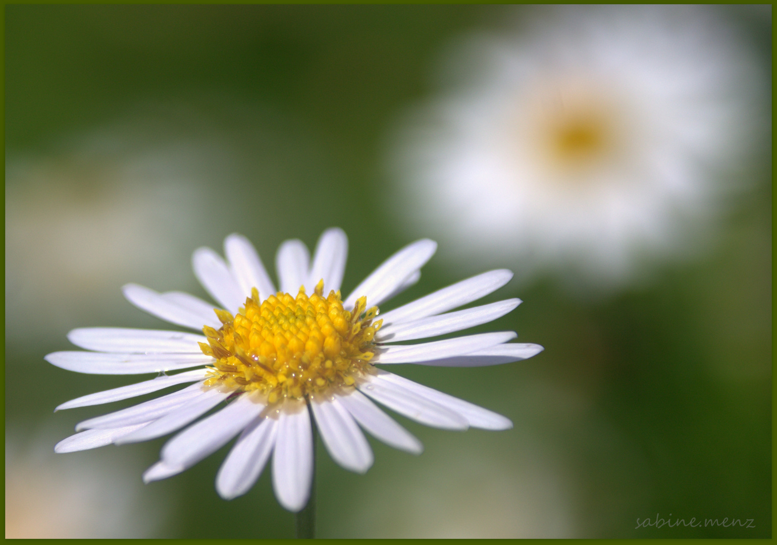 ...Margarite... Foto & Bild pflanzen, pilze & flechten, blüten