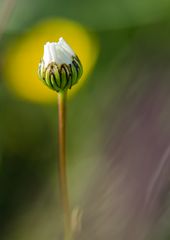 Margarite an Ginsterblüte