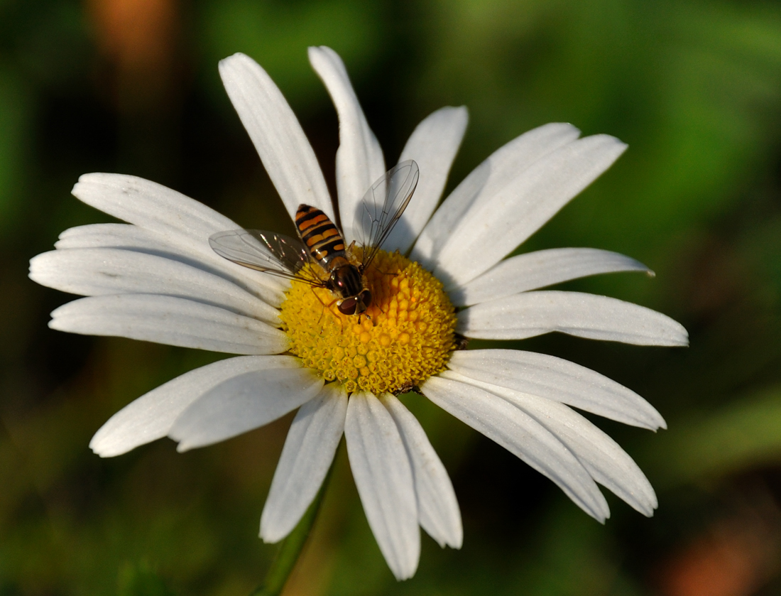 Margarite