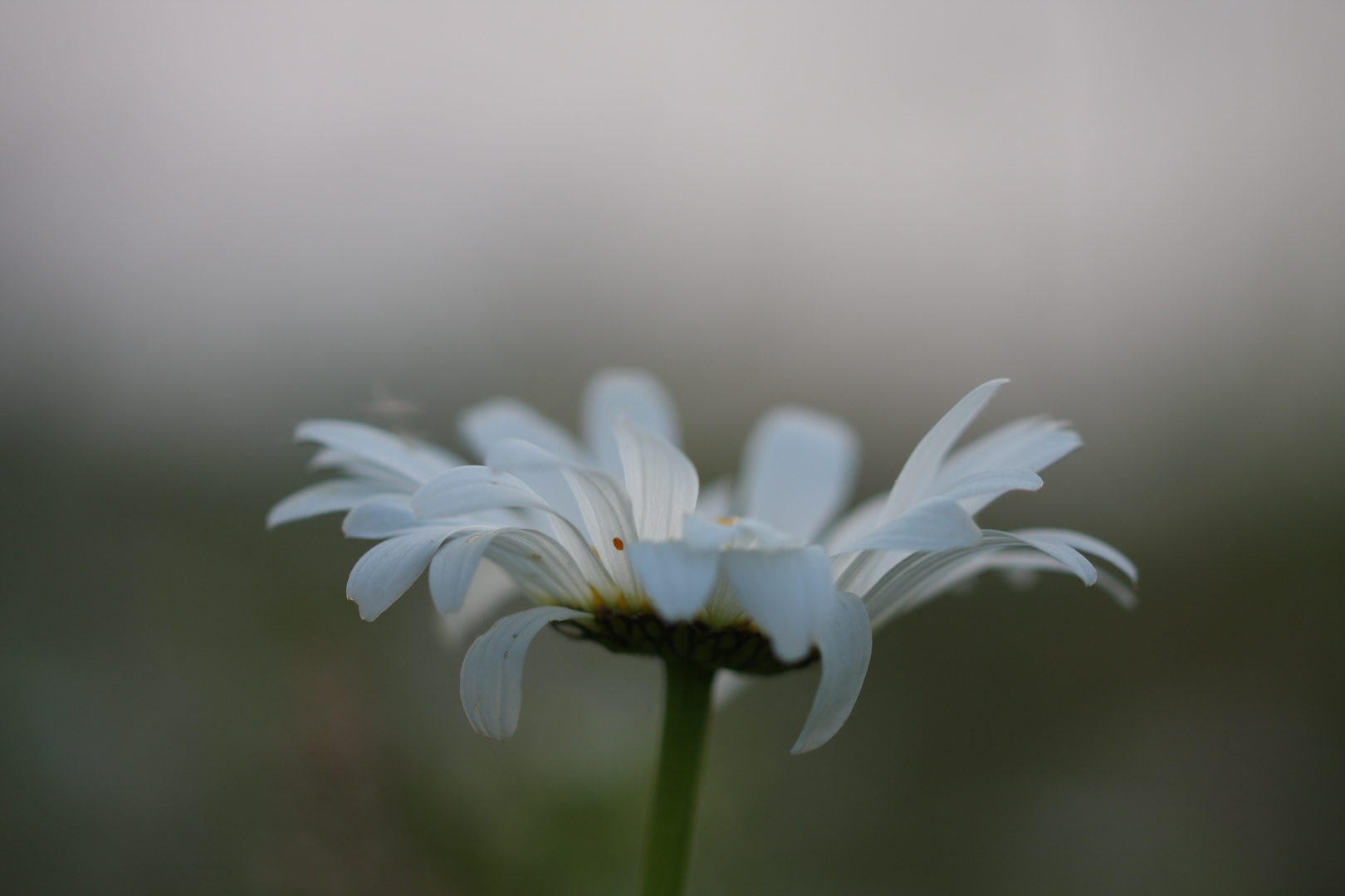 Margarite im Abendlicht