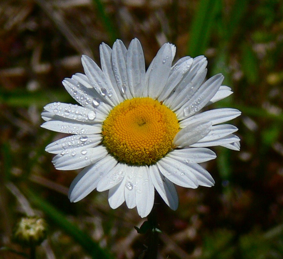 Margarite im Morgentau