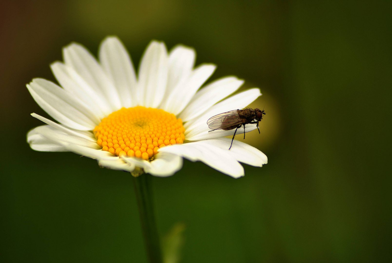 Margarite mit Besuch....