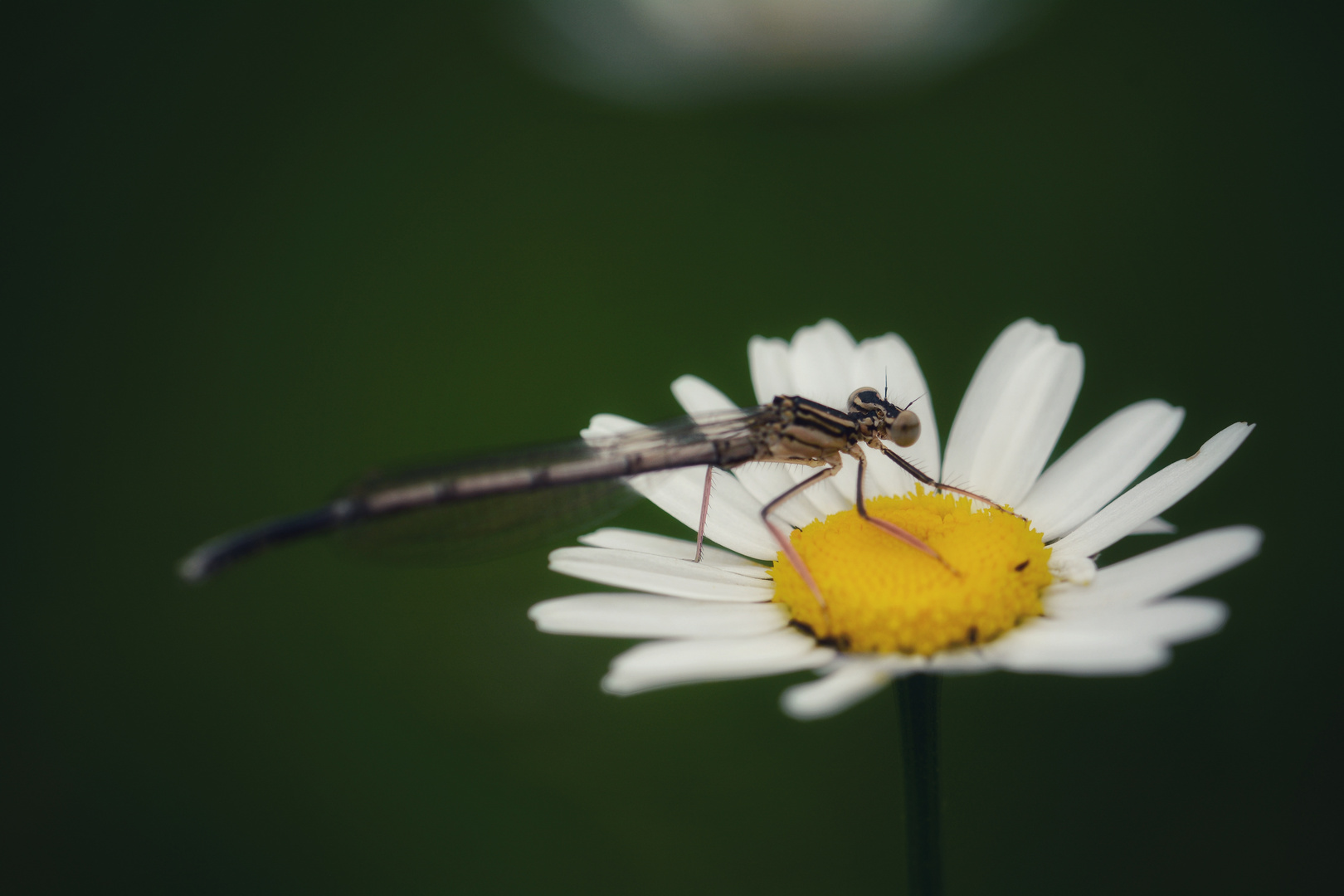 Margarite mit Besucher 