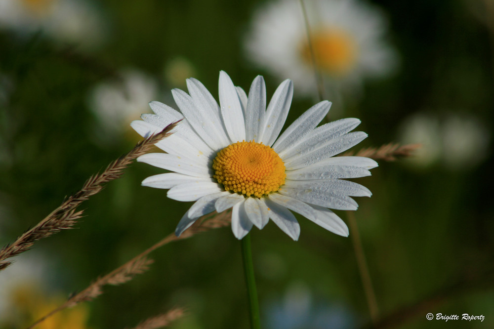 Margarite mit Frühtau