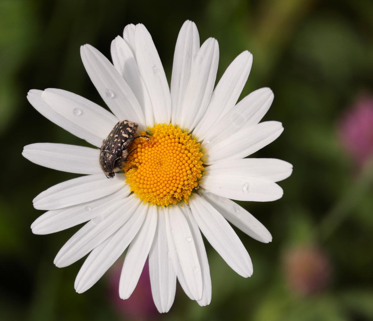 Margarite mit Käfer