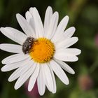 Margarite mit Käfer