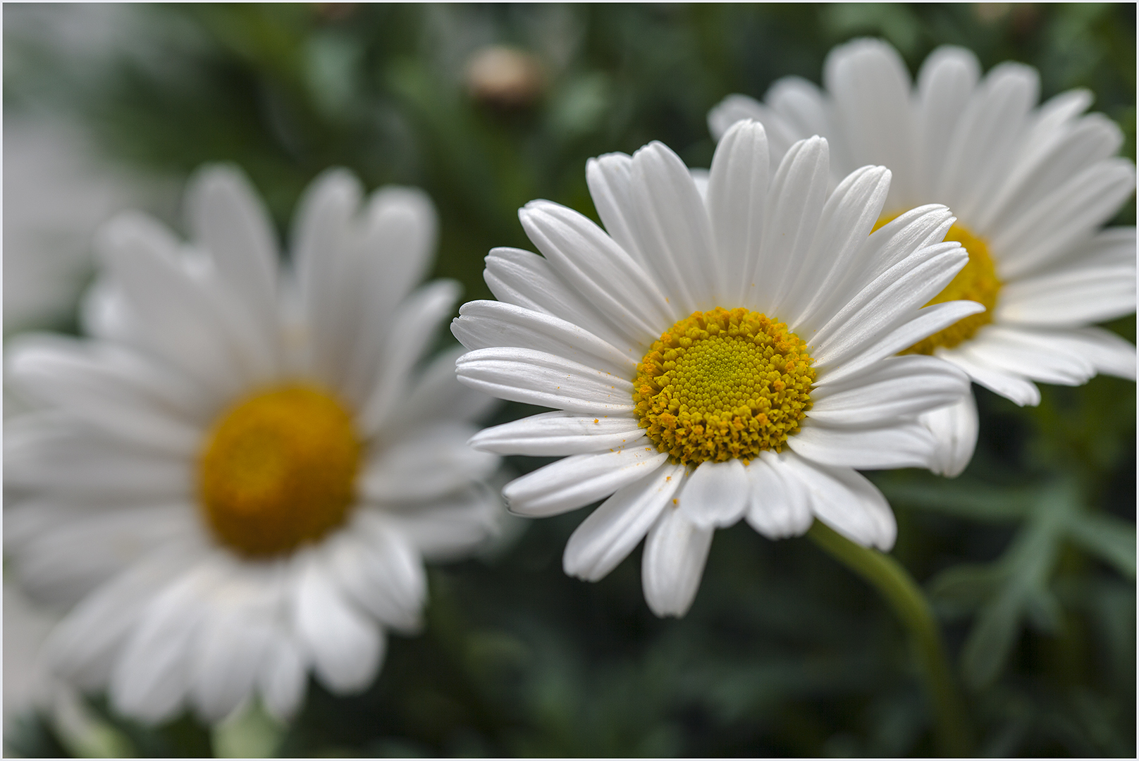 Margariten Foto & Bild pflanzen, pilze & flechten, blüten