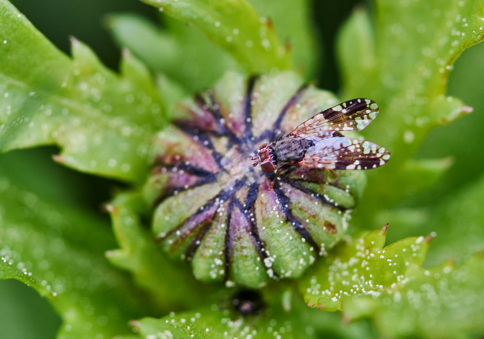 Margariten-Bohrfliege (Tephritis neesii)