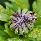 Margariten-Bohrfliege (Tephritis neesii)