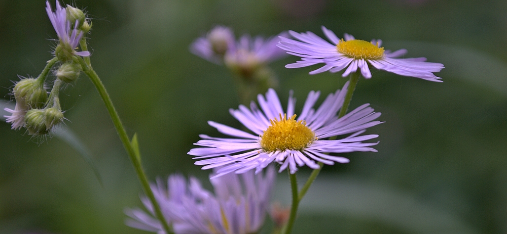 Margariten, die Zweite