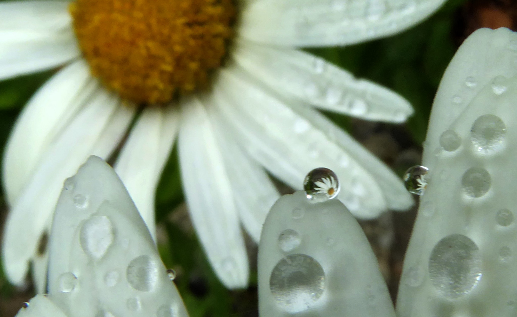 Margariten nach dem Regen