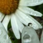 Margariten nach dem Regen