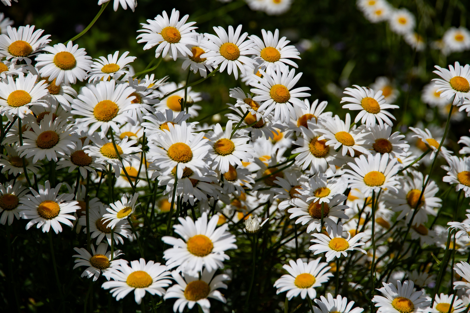 Margaritenblüten