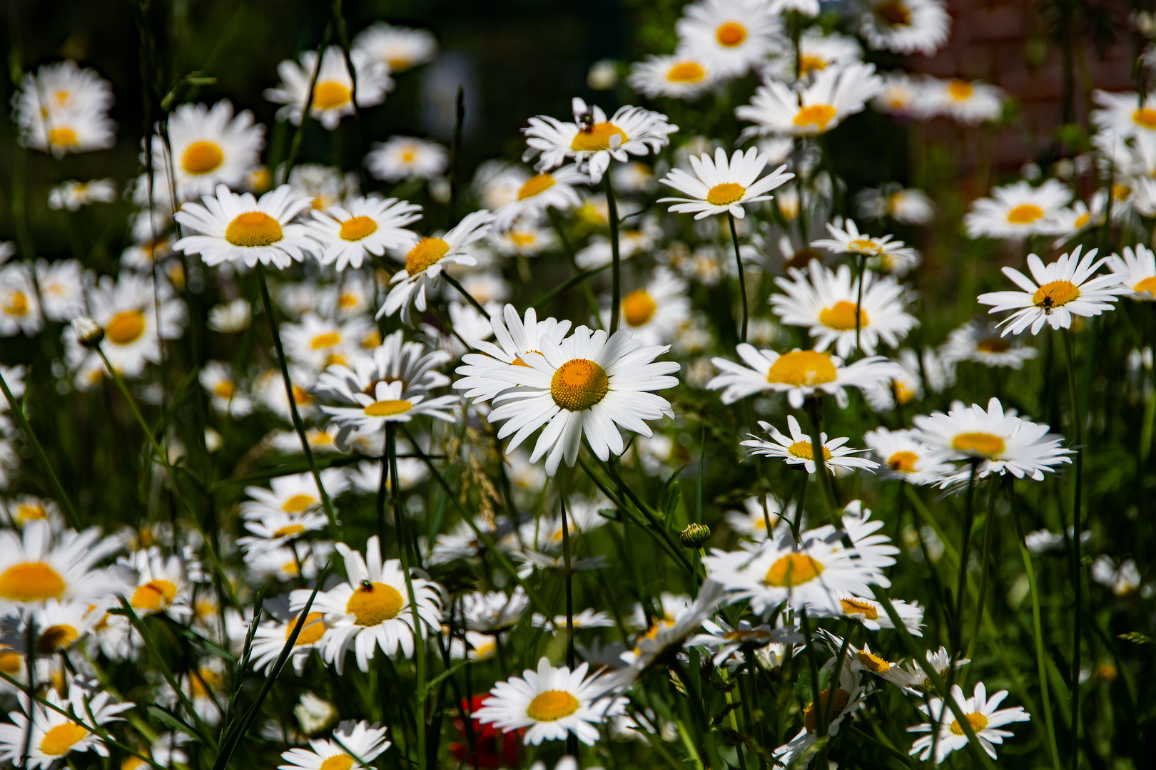 Margaritenblüten