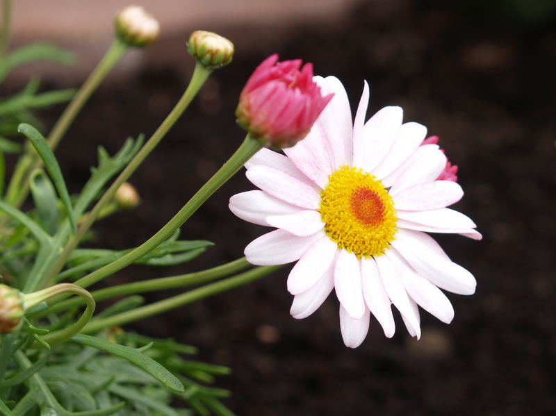 " MARGARITENBLÜTEN "