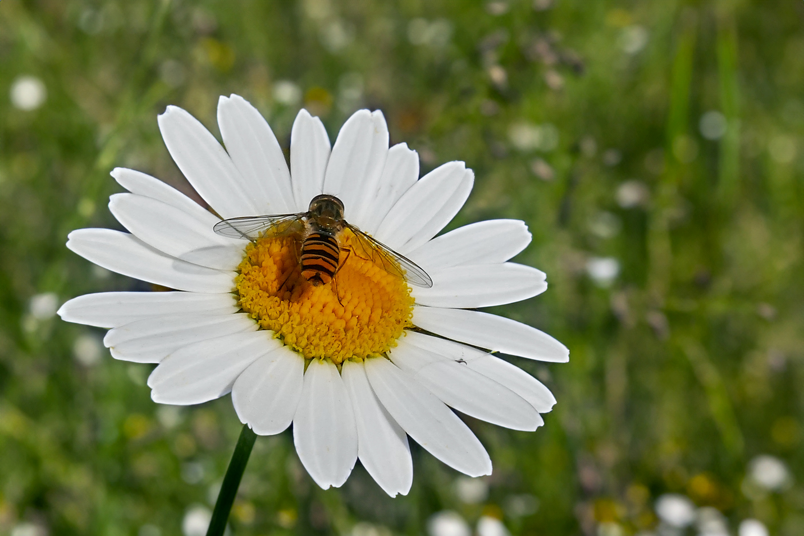 Margaritte mit Besucher 