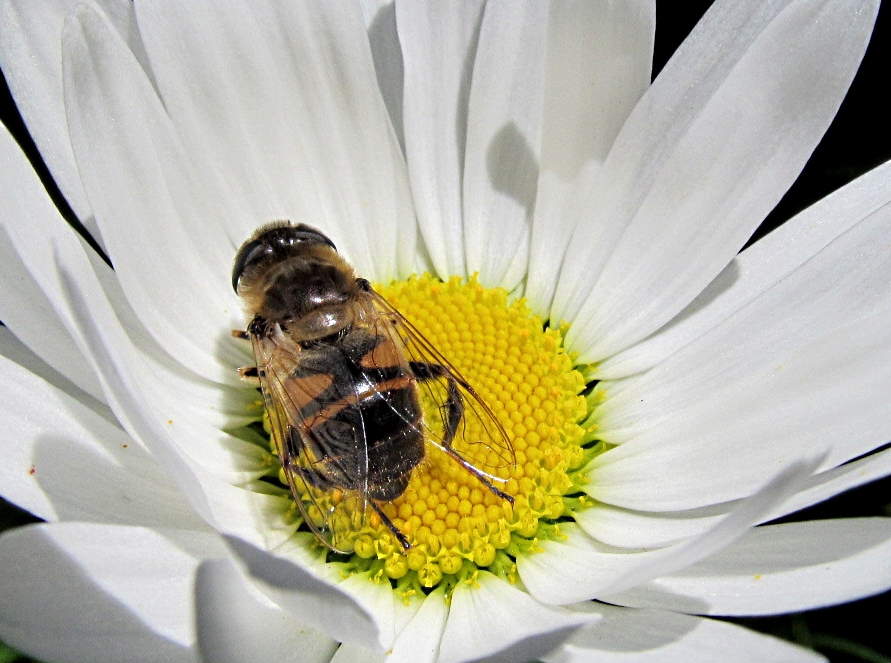 Margaritte mit Fleischeinlage