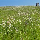 Margaritten im Wind