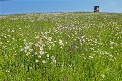 Margaritten im Wind