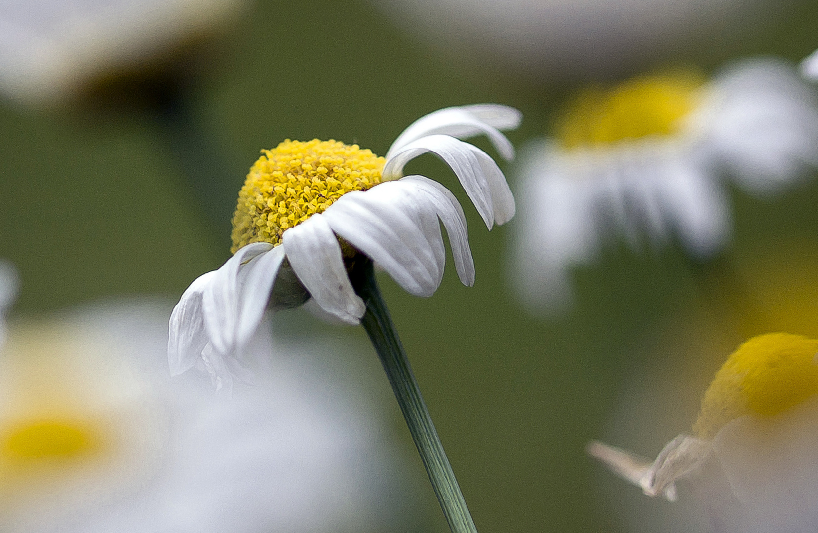 Margerite.... Foto & Bild | pflanzen, pilze & flechten, blüten- & kleinpflanzen, gartenpflanzen ...