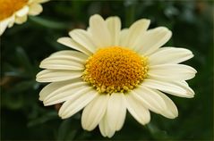 Margerite...