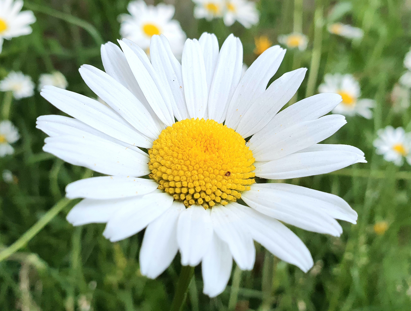 Margerite Foto & Bild pflanzen, pilze & flechten, blüten