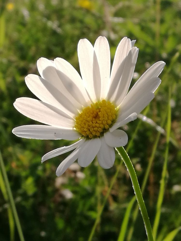 Margerite Foto & Bild | pflanzen, pilze & flechten, blüten- & kleinpflanzen, licht Bilder auf ...