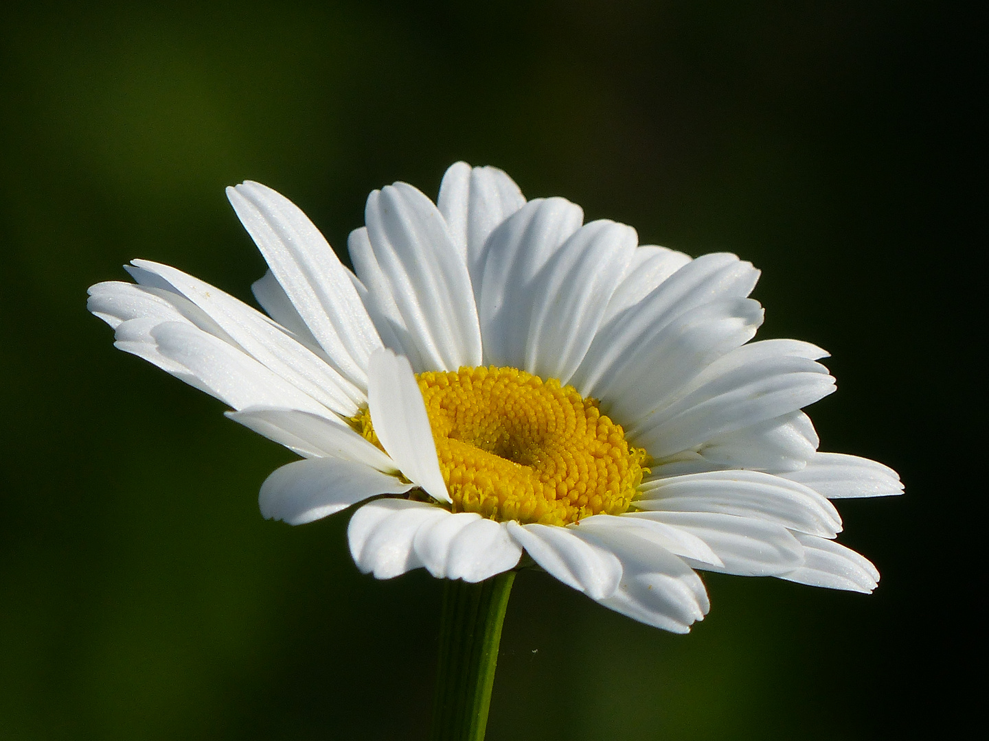 - Margerite - Foto & Bild | pflanzen, pilze & flechten, blüten- & kleinpflanzen, gartenpflanzen ...
