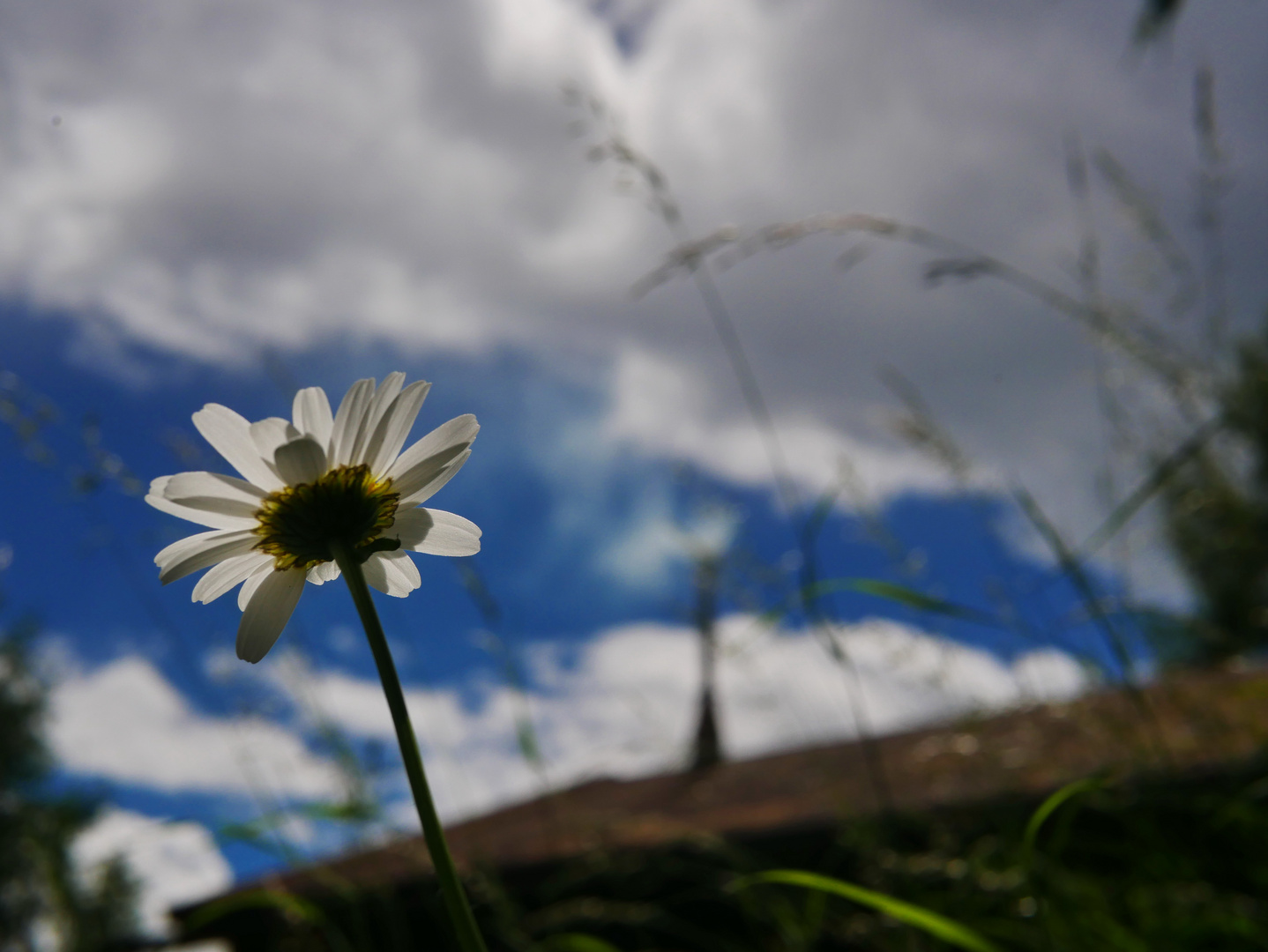 Margerite auf der Almwiese