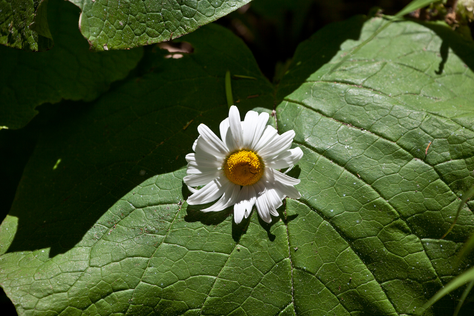 Margerite auf großem Blatt