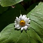 Margerite auf großem Blatt