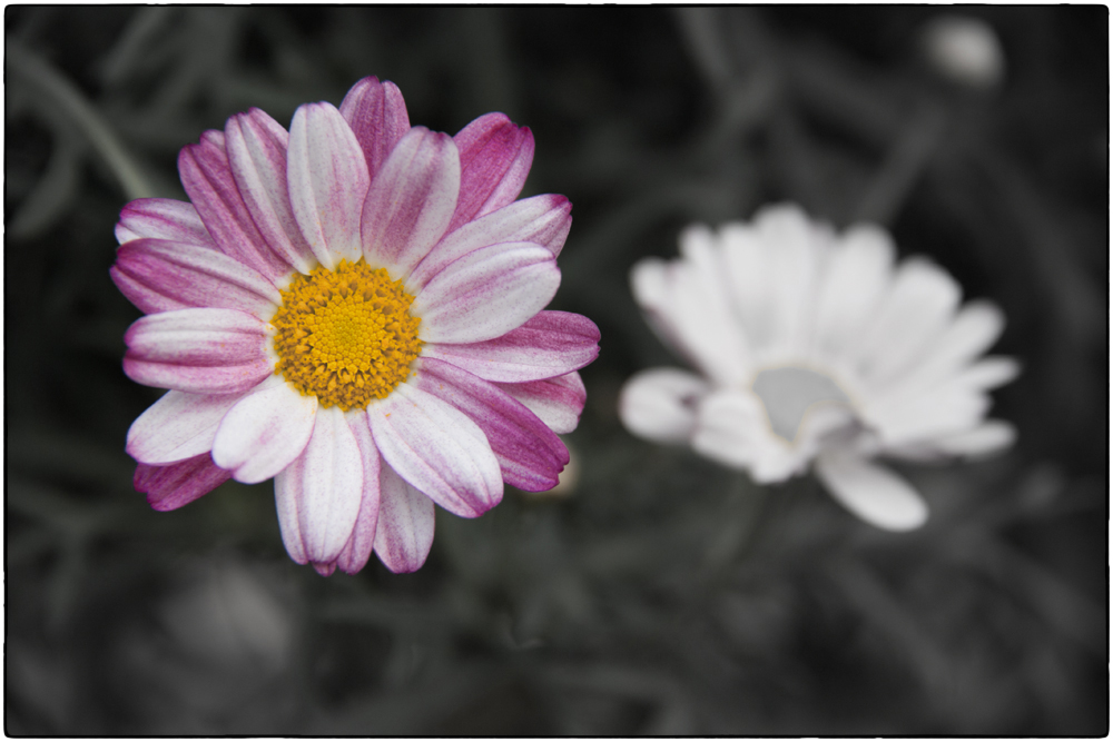 Margerite aus dem Garten von Zerwonke 