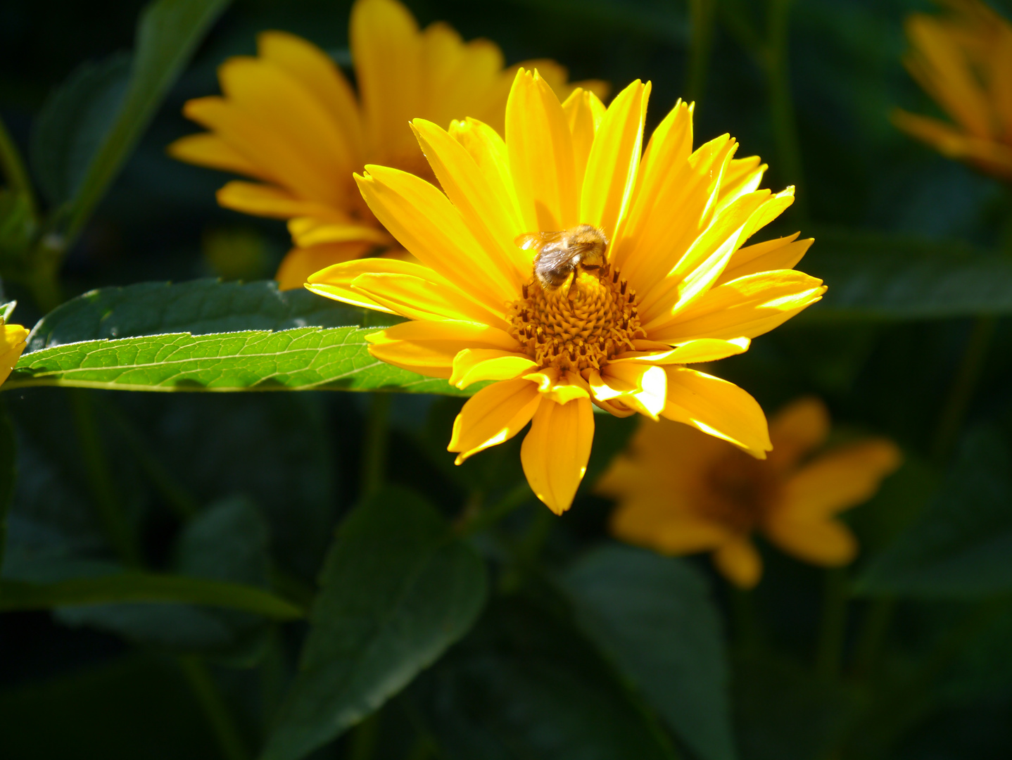 Margerite & Bienchen