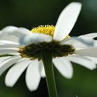 Margerite (Chrysanthemum)