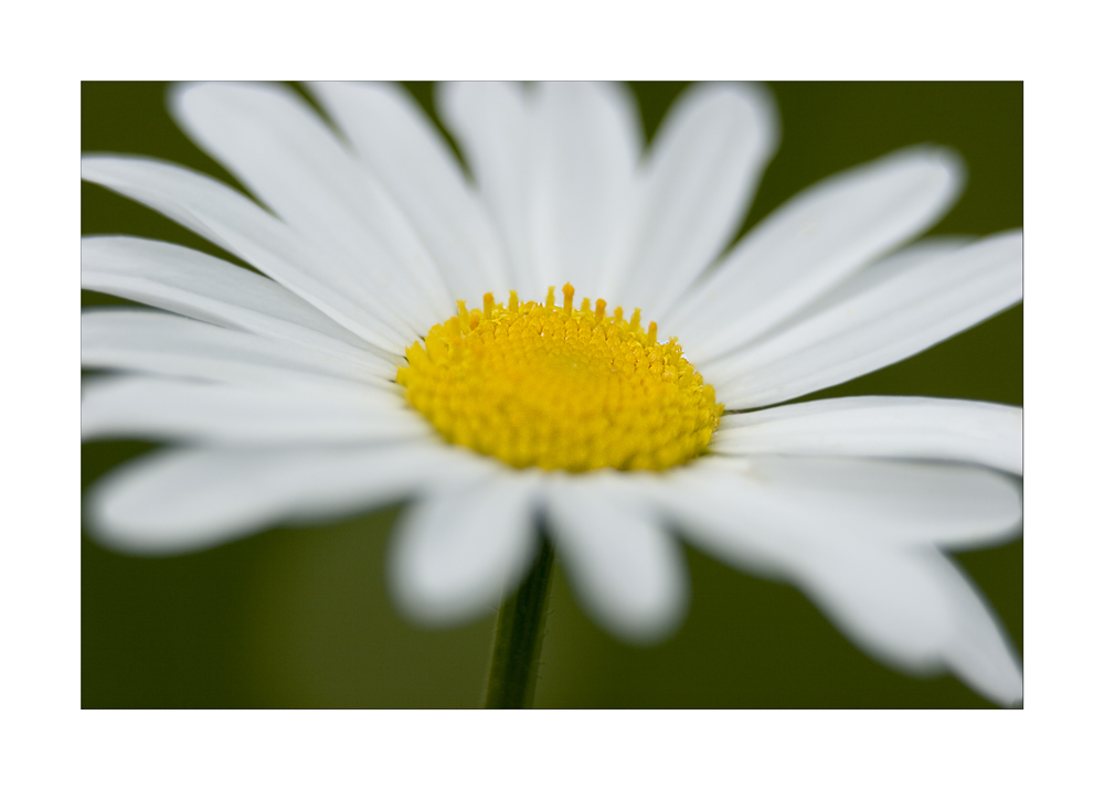 Margerite (Chrysanthemum leucanthemum)