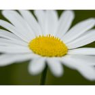 Margerite (Chrysanthemum leucanthemum)