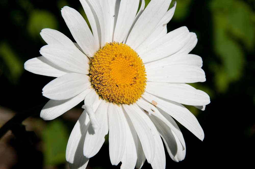 Margerite Foto & Bild | pflanzen, pilze & flechten, blüten- & kleinpflanzen, wildpflanzen Bilder ...